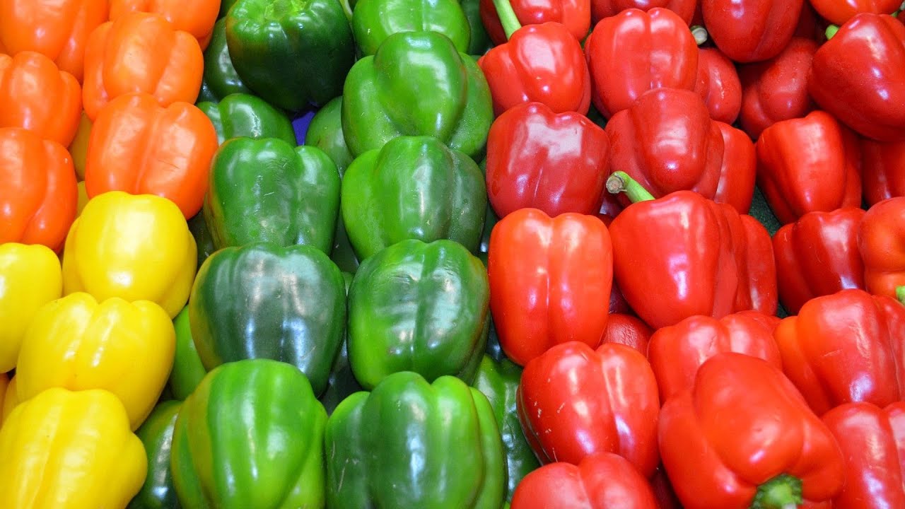 #SOBANUKIRWA MUHINZI UBUHINZI BWA POIVRON, UBURYO WAHINGA UKANEZA NEZA POIVRON ( Bell Pepper)