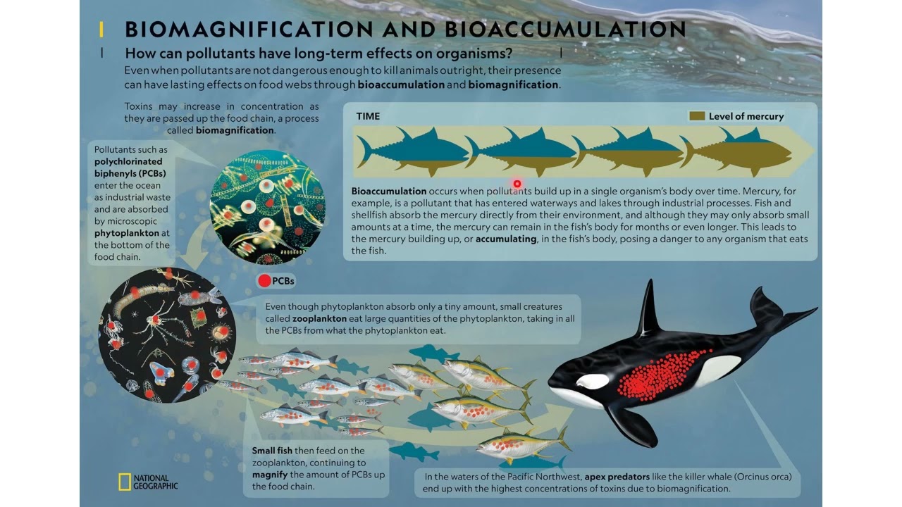 Bioaccumulation and Biomagnification