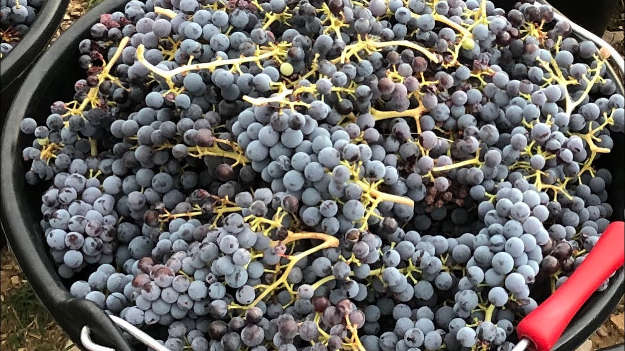 Vendanges et Légion