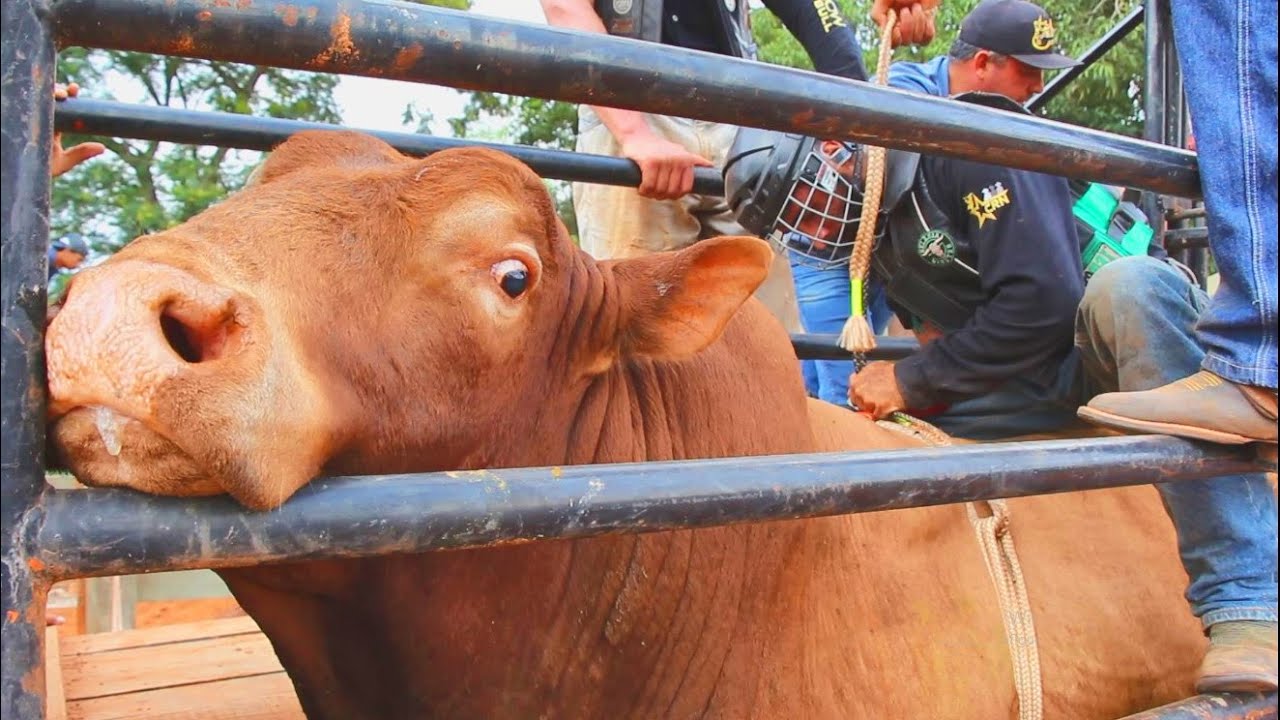 SUPER TREINO na CIA GUTT BULLS - Participação SANDRO BATISTA , atual CAMPEÃO CRP 2022