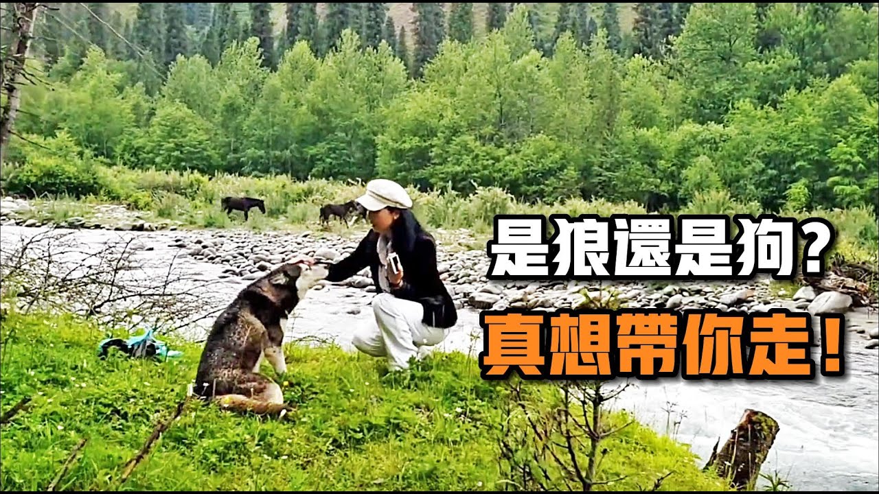 女子自駕游偶遇一隻神奇的動物，又像狼又像狗，非常聰明【#收養 #救助 #流浪狗 #寵物 #溫暖 #暖心 #善良 #狗狗  #正能量 #動物 #毛孩子 】