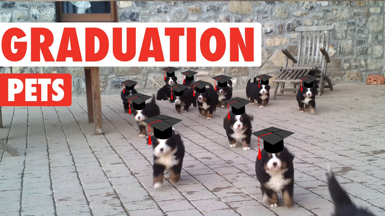 Relatable Graduating Pet Compilation 2016