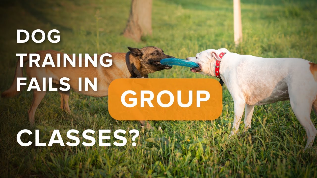 Dog Training Fails In Group Classes?