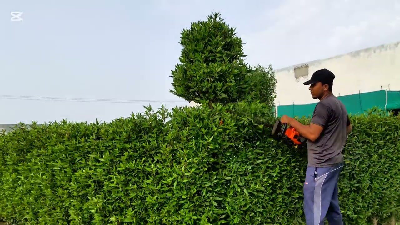 How to Trim Ficus into a Perfect Hedge Wall | Garden Shaping Tutorial (2025)