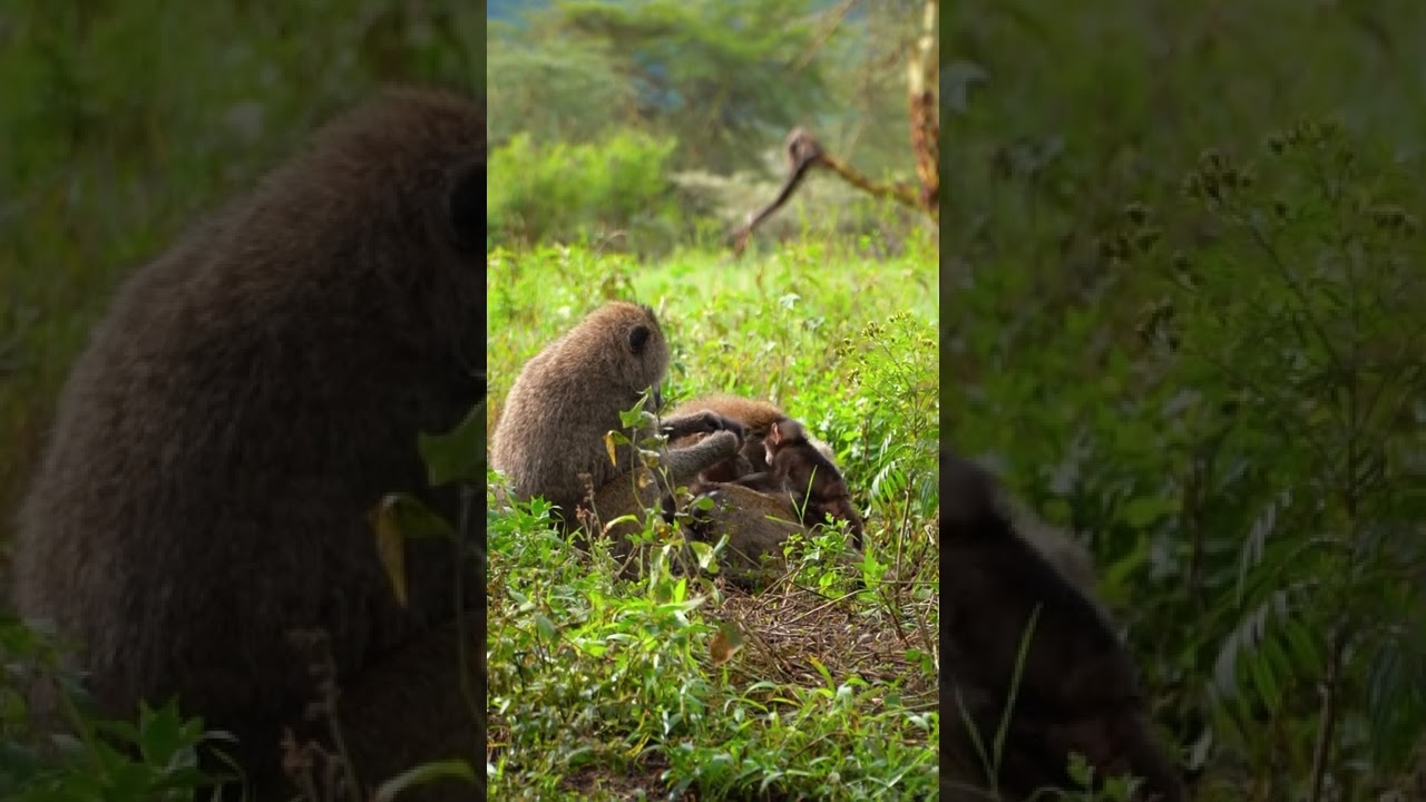 Animal family life in the wild