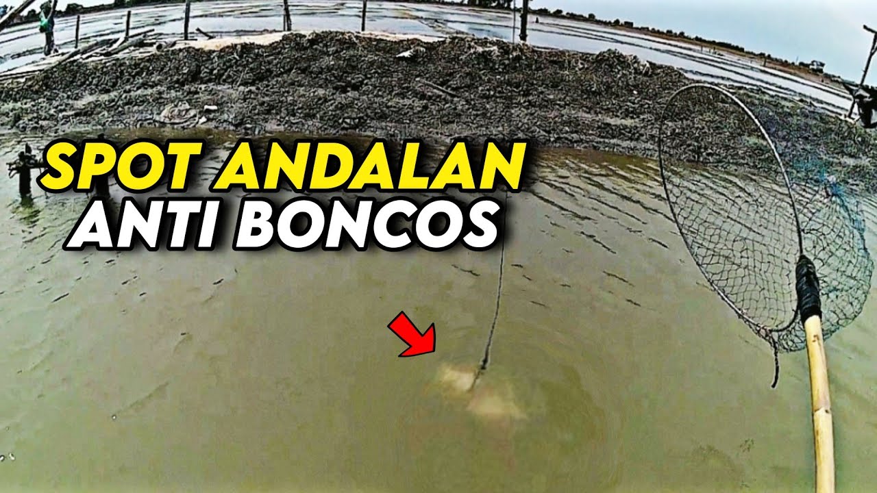 KEPITING MELIMPAH!! SPOT ANDALAN MEMANG BEDA - MANCING KEPITING TAMBAK