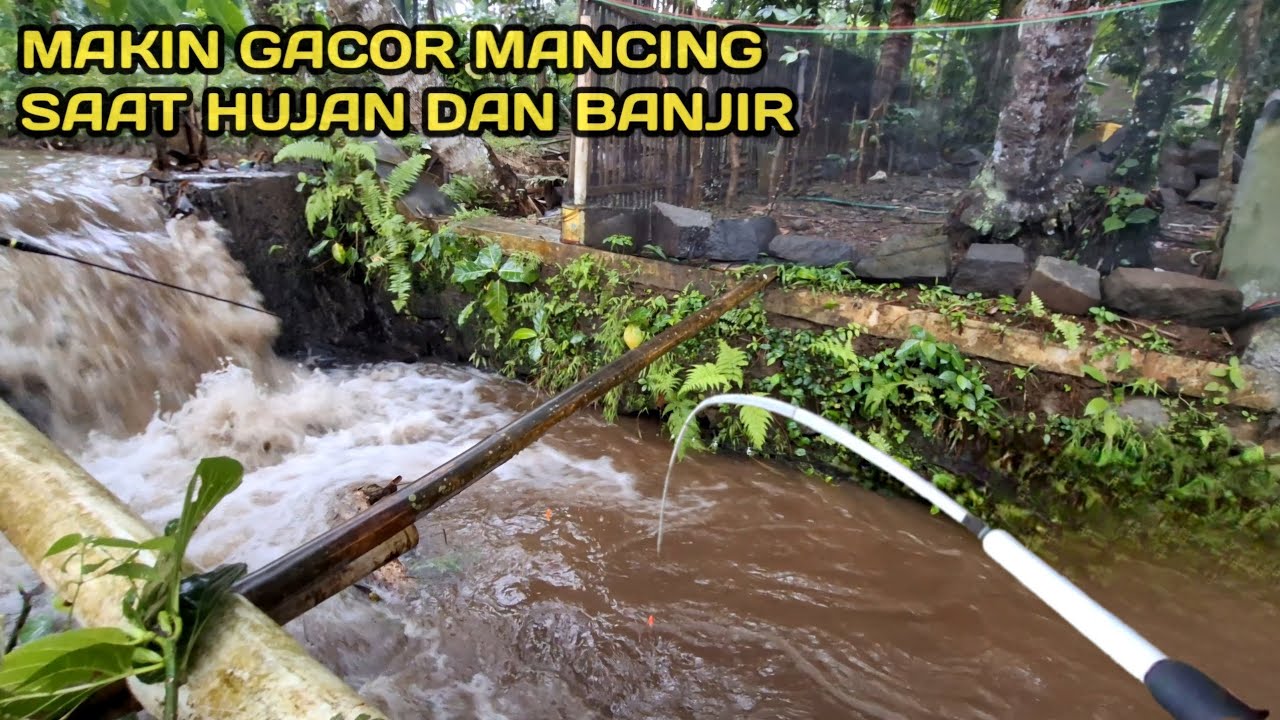 Mancing Saat Hujan dan Banjir Banyak ikan Keluar Dari Sarangnya #LM22