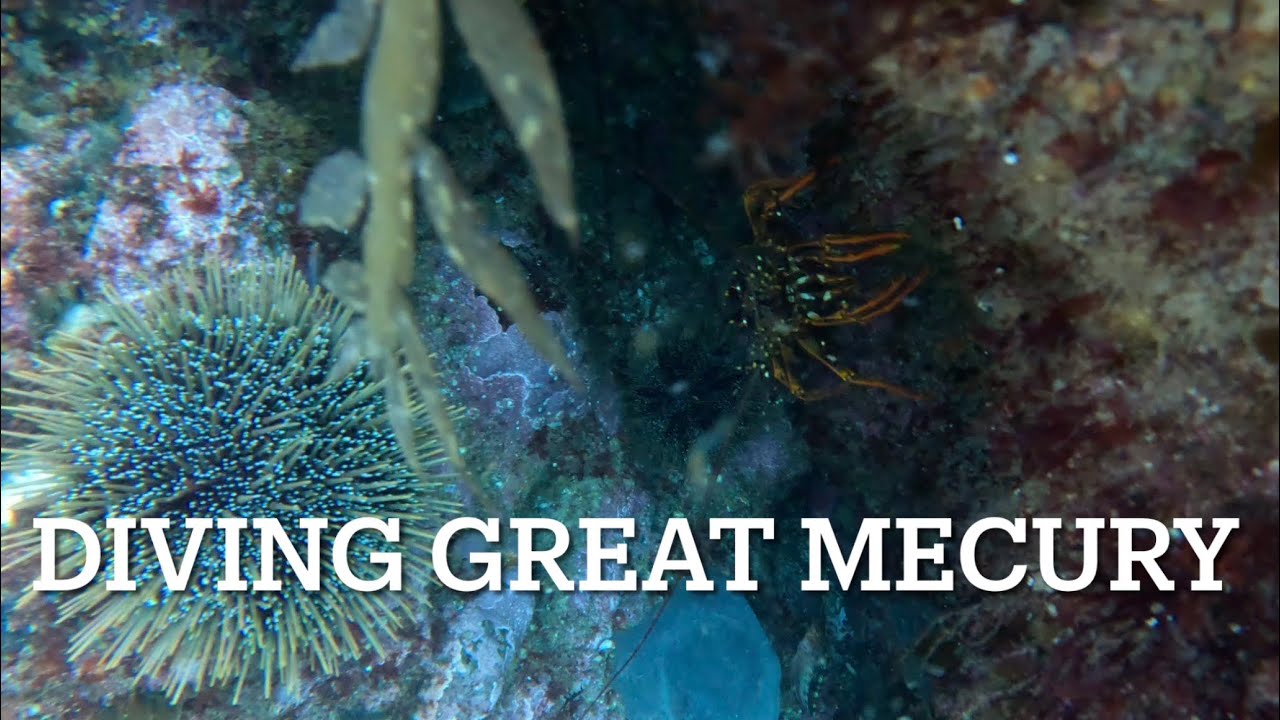 Free diving Great Mecury Island 
