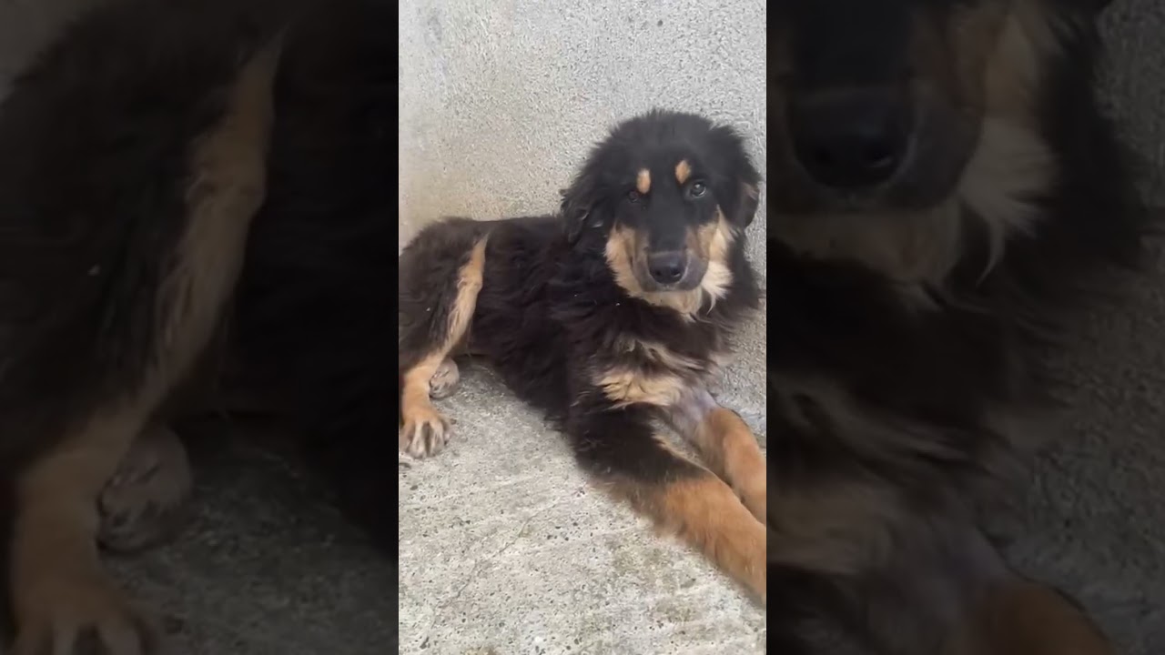 Обновление Philea-Noemi - Hundegarten Serres e.V.