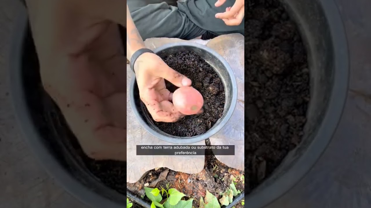 Plantando batata 🥔