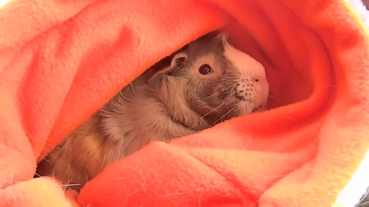 Cosmic Guinea Pig