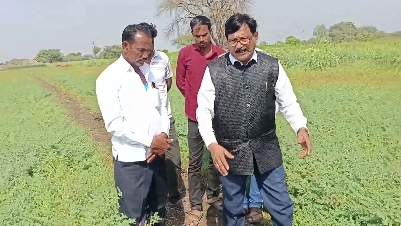 असा असावा हरभरा l उदासी तंत्र 