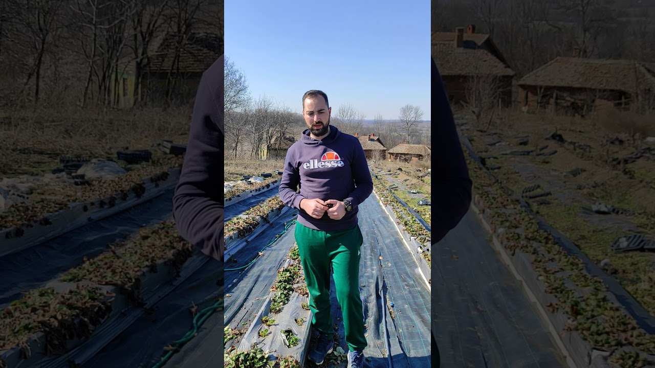 Prolecno ciscenje jagoda - sisanje jagode, kako i kada je to najbolje uraditi