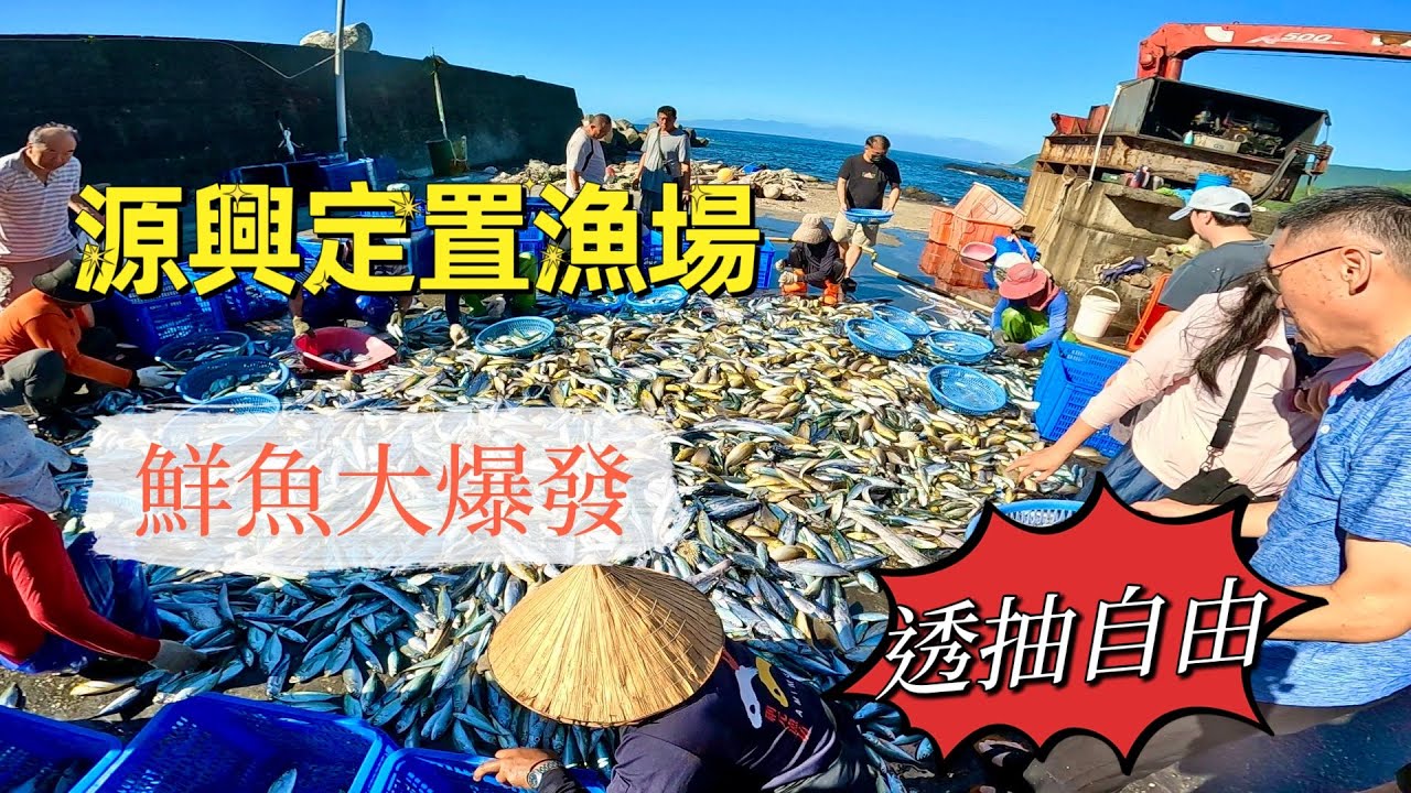 源興漁港定置漁場～JJFamily買魚日記～鮮魚大爆發～軟絲、透抽大自由（113/7/6）