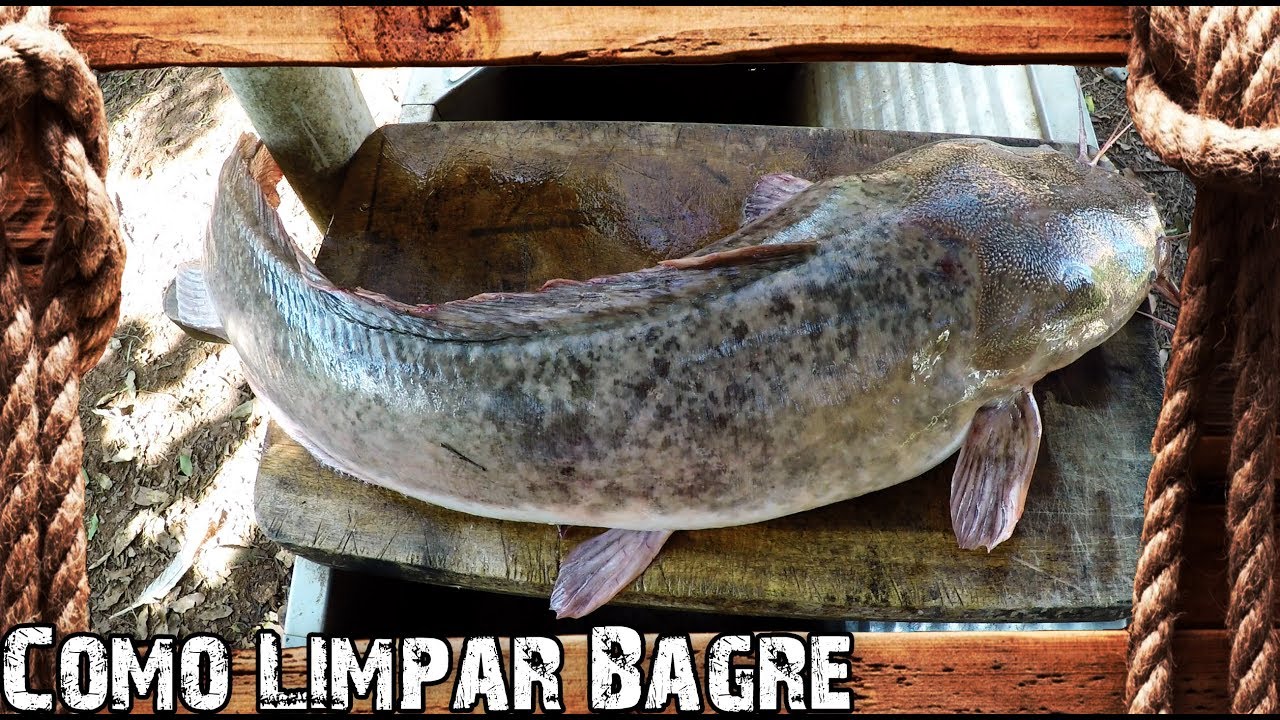 Como Limpar Peixe - Bagre