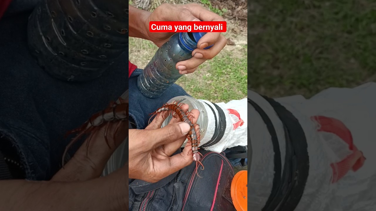 Pekerjaan Penuh Resiko #nardyshu