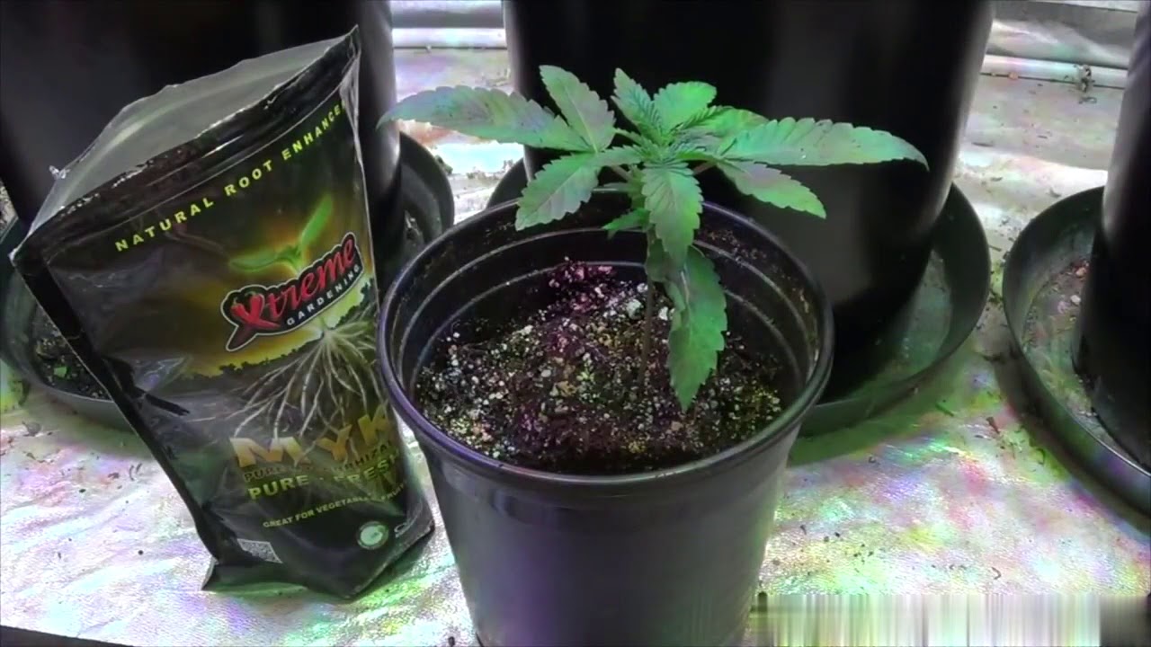 The Cannabis Transplant Guide for Beginners, Easy and Professional