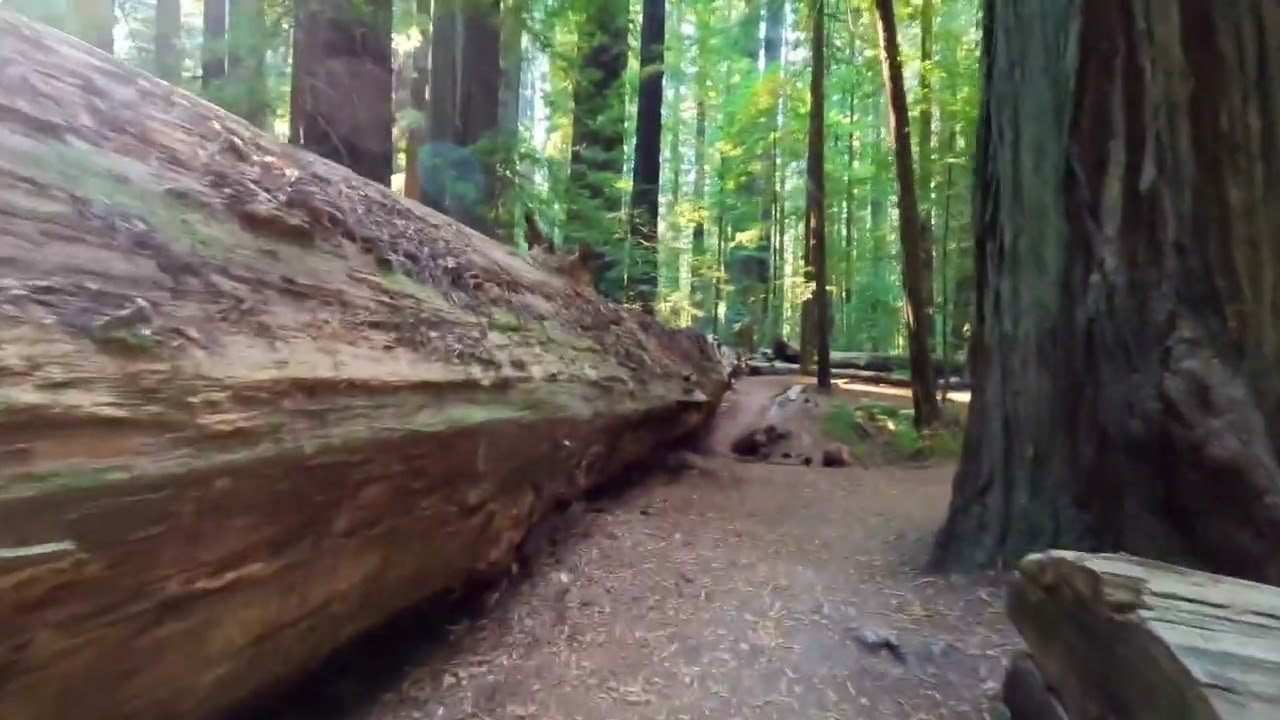 Avenue of the Giants and Humboldt Redwoods