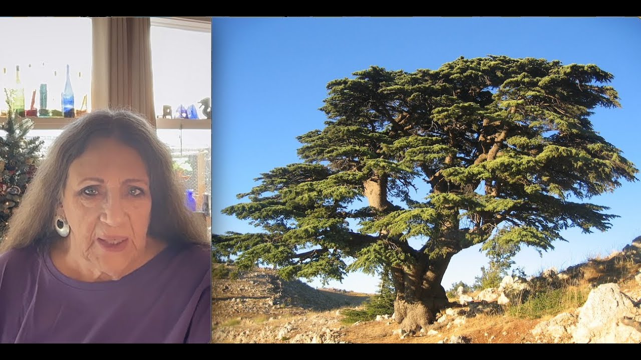 Predictions #8—Battle of the Sexes?—Lebanon Cedar 