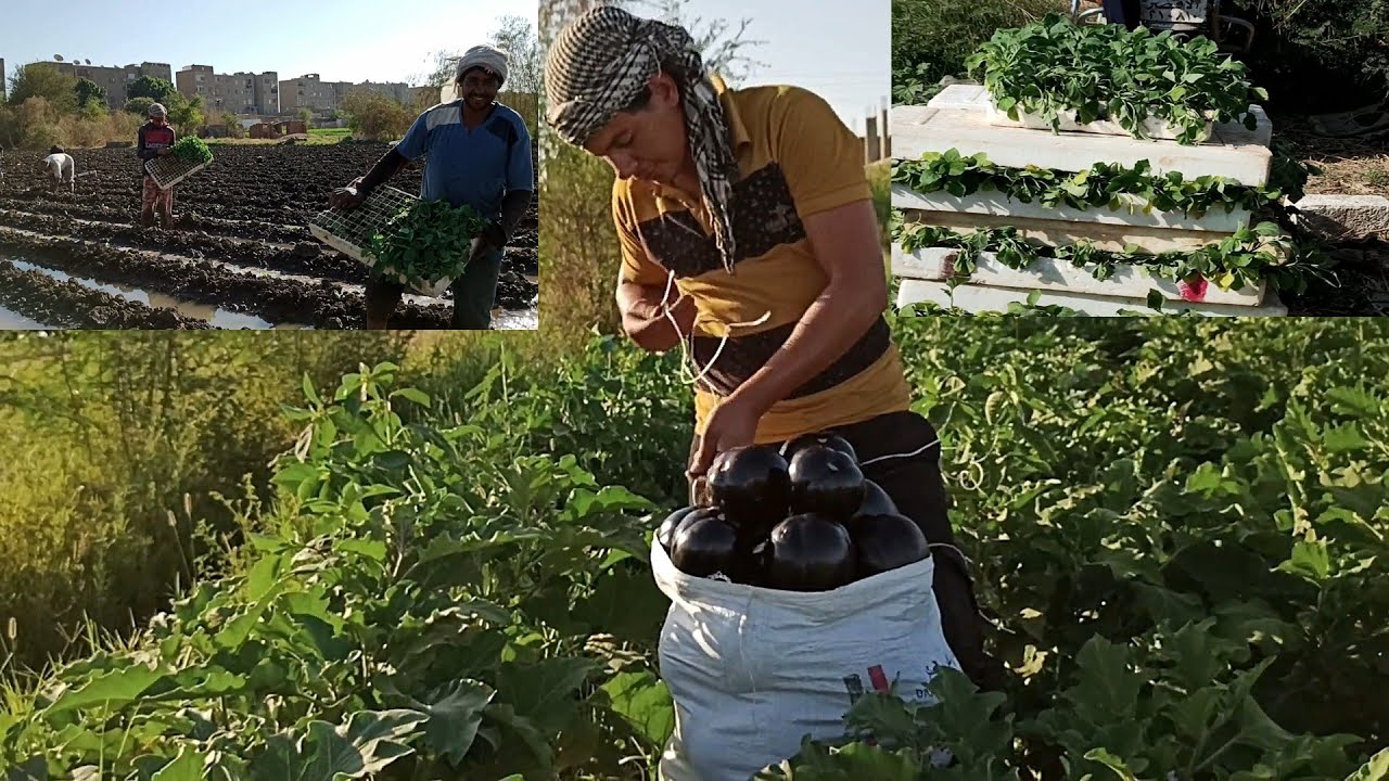 زراعة الباذنجان من البذور حتي الثمار – فيديو كامل