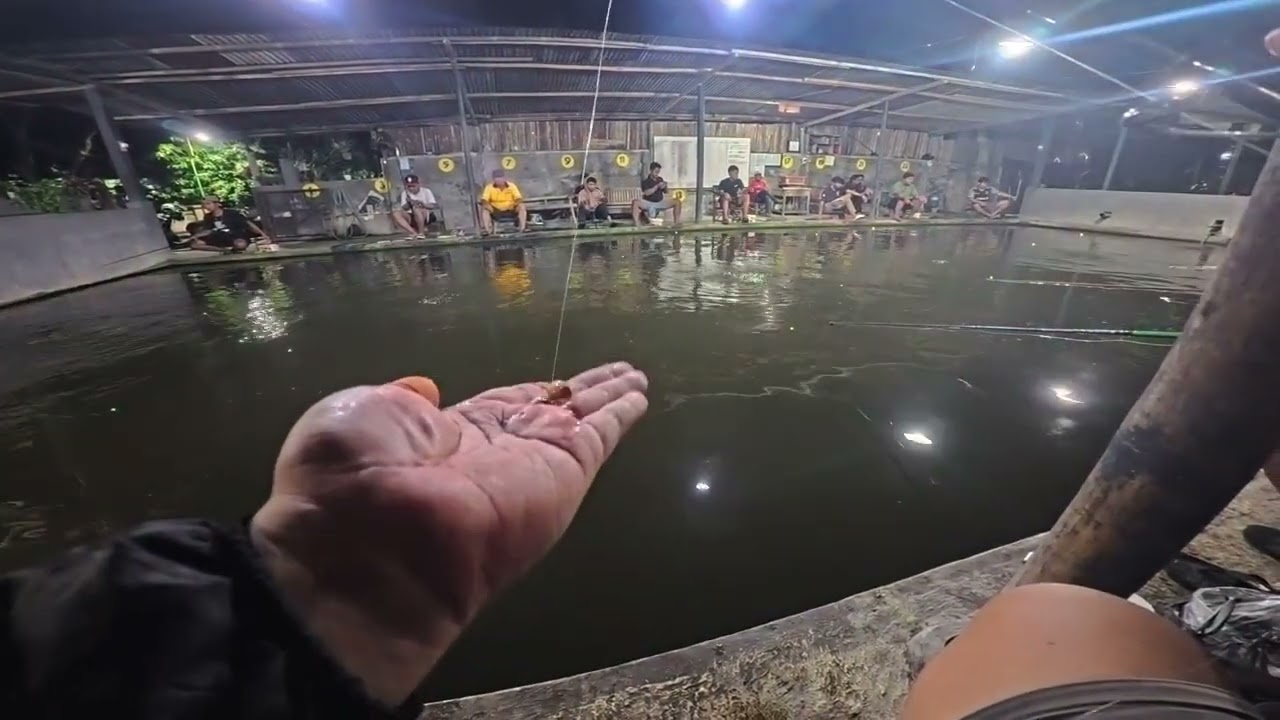 Belajar mancing bawal memakai umpan kacang presto (besar) stelan glosor