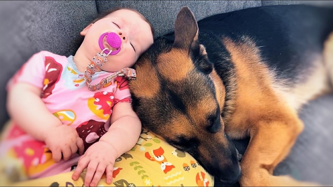 This 90lb German Shepherd Was Returned 4 Times — Then a Baby Girl Changed Everything