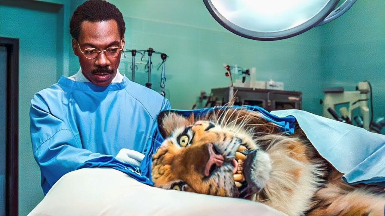 دكتور بيفهم لغة الحيوانات لدرجة انه بيصاحب نمر شرس وبيقدر يعالجه ! ملخص فيلم Doctor Dolittle