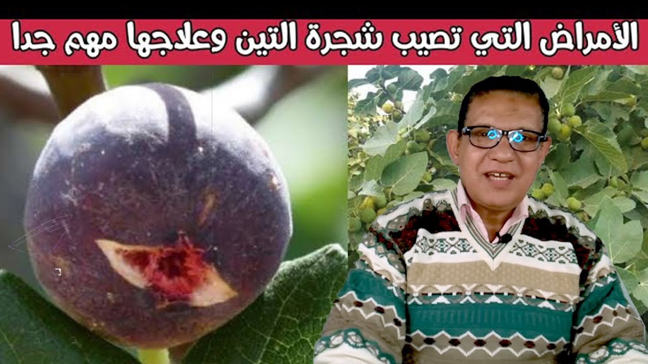 الأمراض التي تصيب شجرة التين وطرق علاجها (مقاومة افات التين البرشومي)