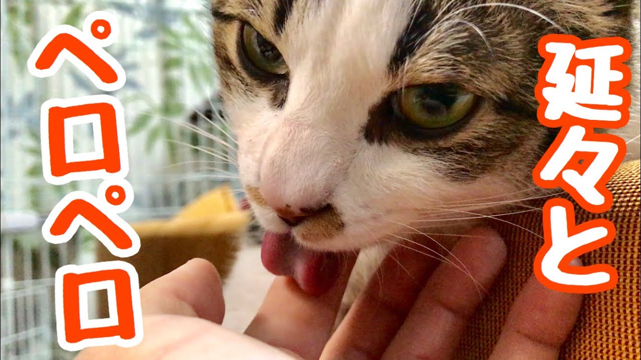 【ざらざら音】ひたすら飼い主の手をペロペロ舐め続ける猫がかわいくて仕方がない