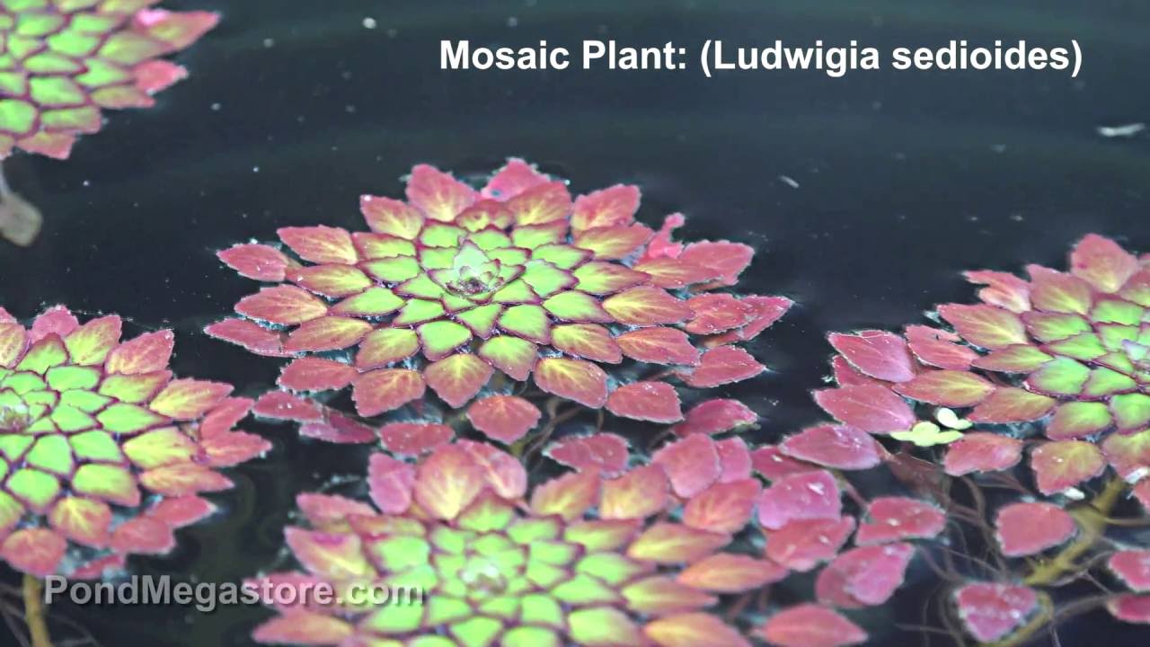 Mosaic Plants Ludwigia Sedoides, very cool tropical pond plant, rosettes