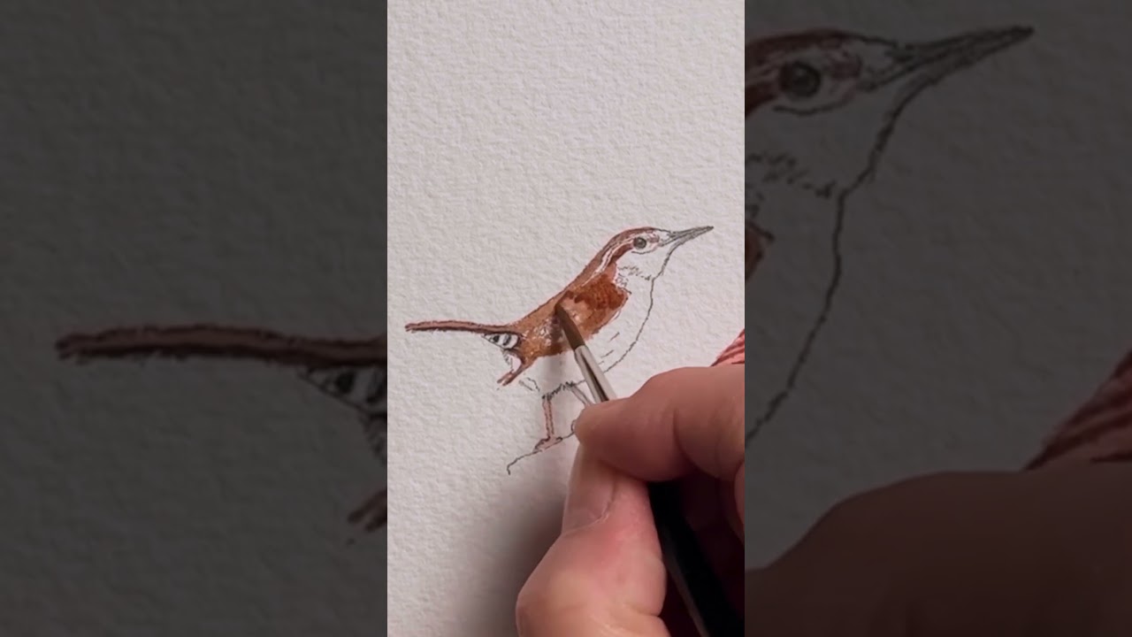 Watercolor Birds Tutorial Carolina Wren #shorts #birds #watercolor