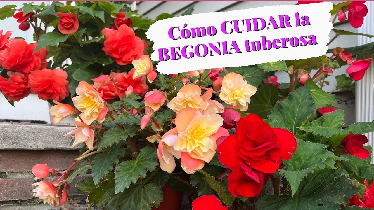 CÓMO cuidar la BEGONIA TUBEROSA 🌸🌼