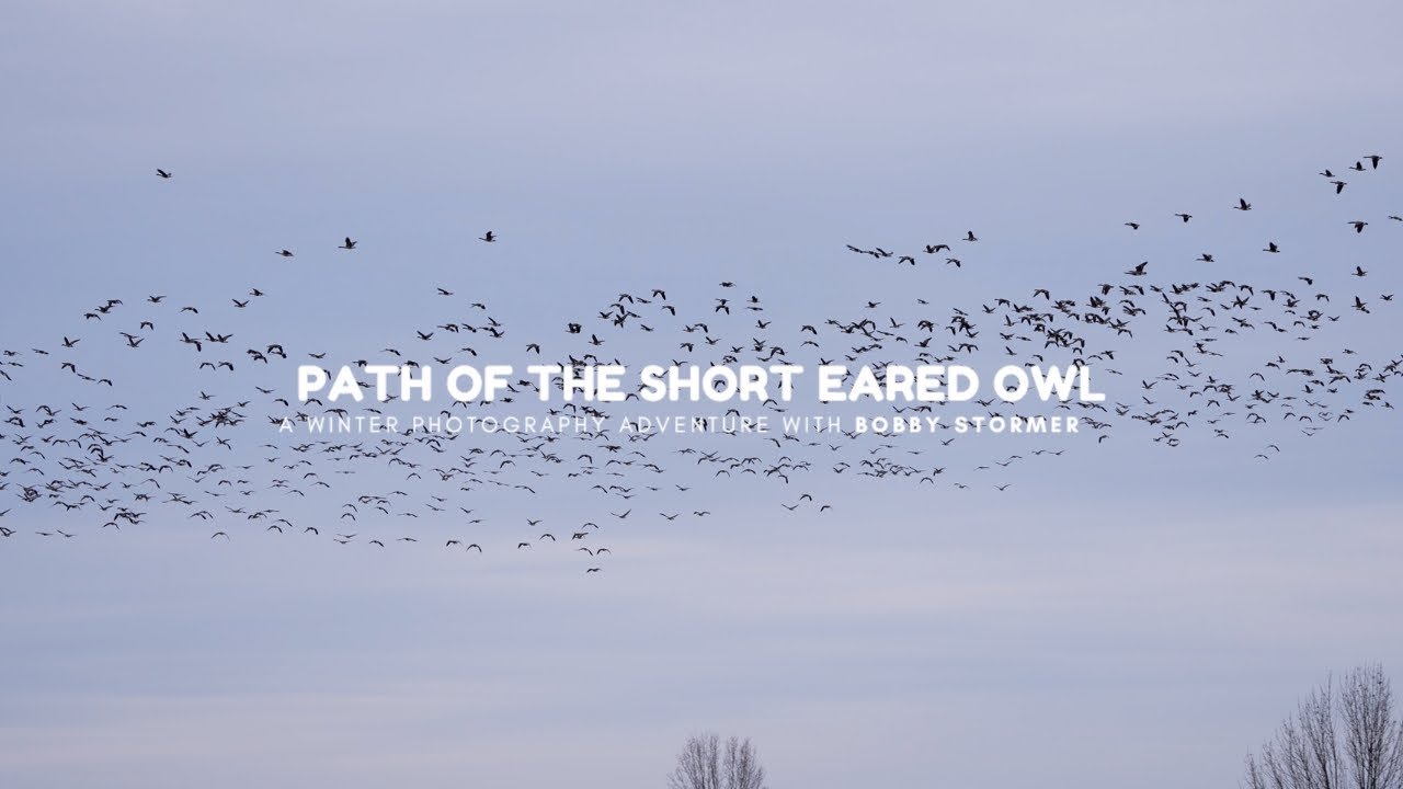 Path of The Short Eared Owl | Out & About with Unique Photo
