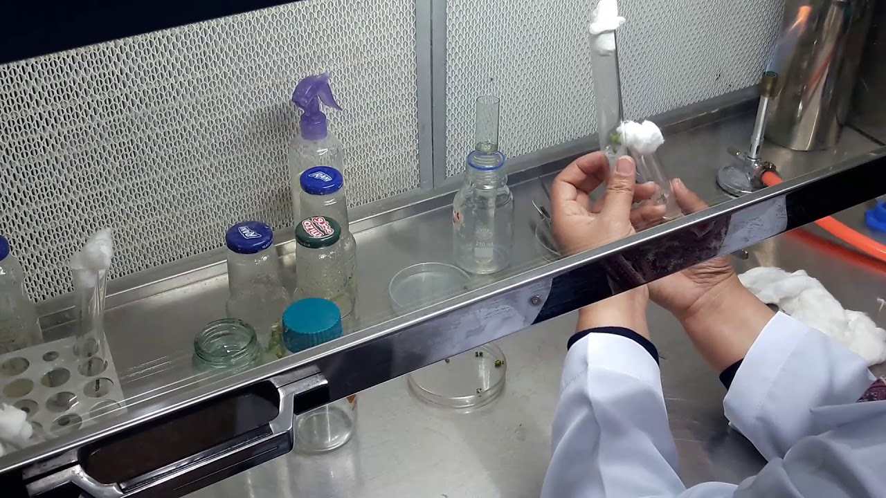 مراحل تقطيع و زراعه الانسجه النباتيه في اكر و وضعه في الحاضنه