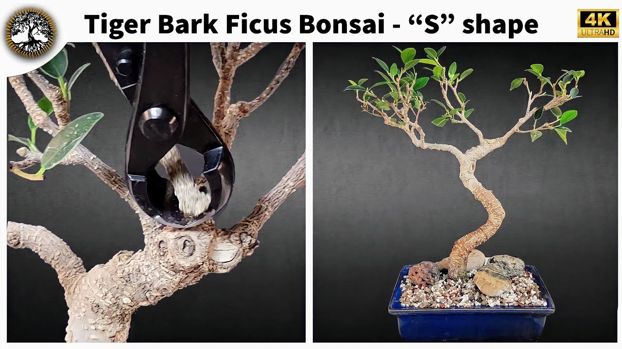 Tiger Bark Ficus - Correcting Reverse Taper