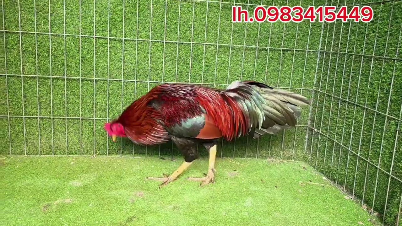 Trai ga gioi ĐT lh.0983415449