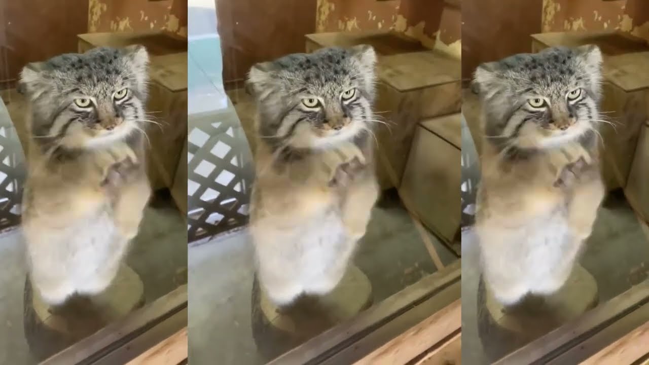 窓を拭くロータスくん manul (Pallas cat） Манул