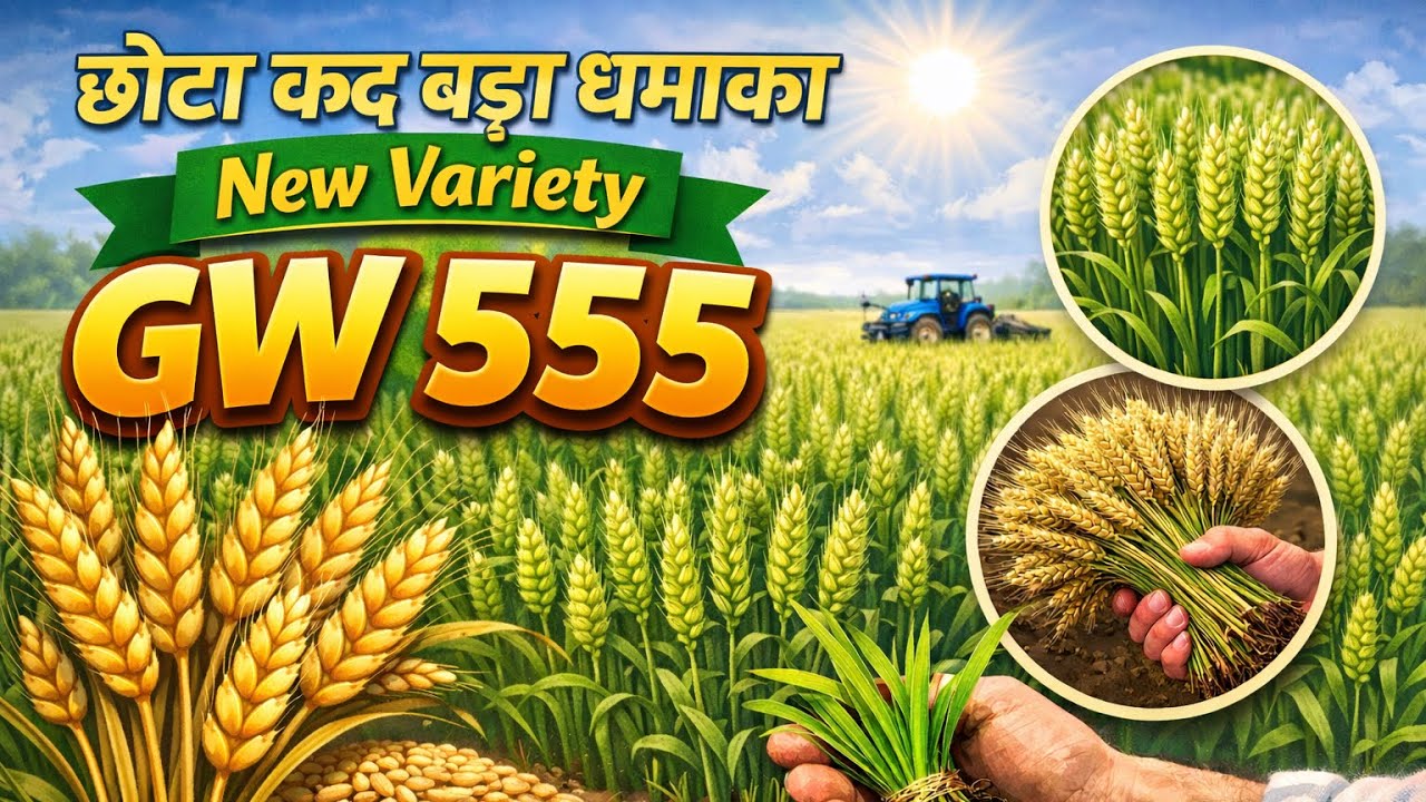 Gw 555 Gehu ki nai kism kitna dum lagayegi dekhte hai wheat new vearity 
