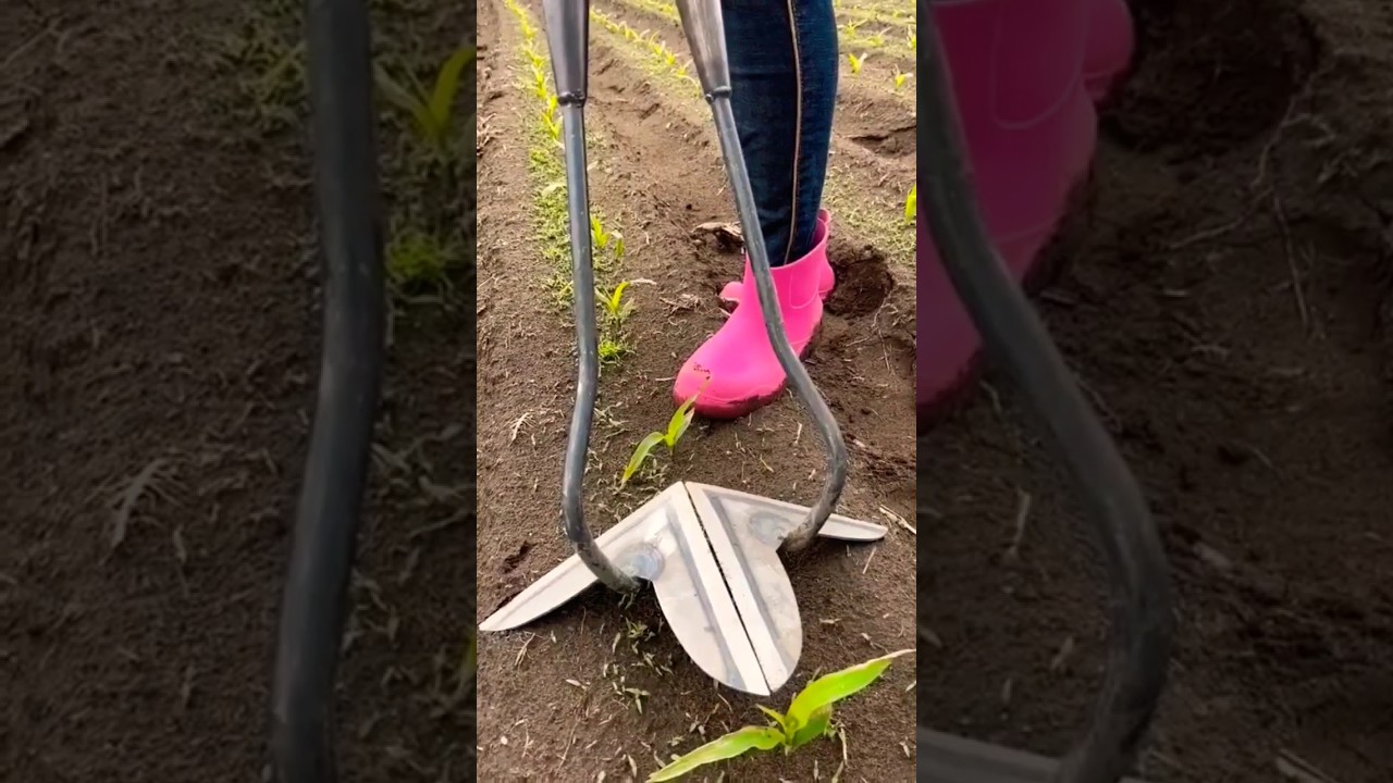 Weeding tool for maize crop #maize #modrenfarming #shortvideo