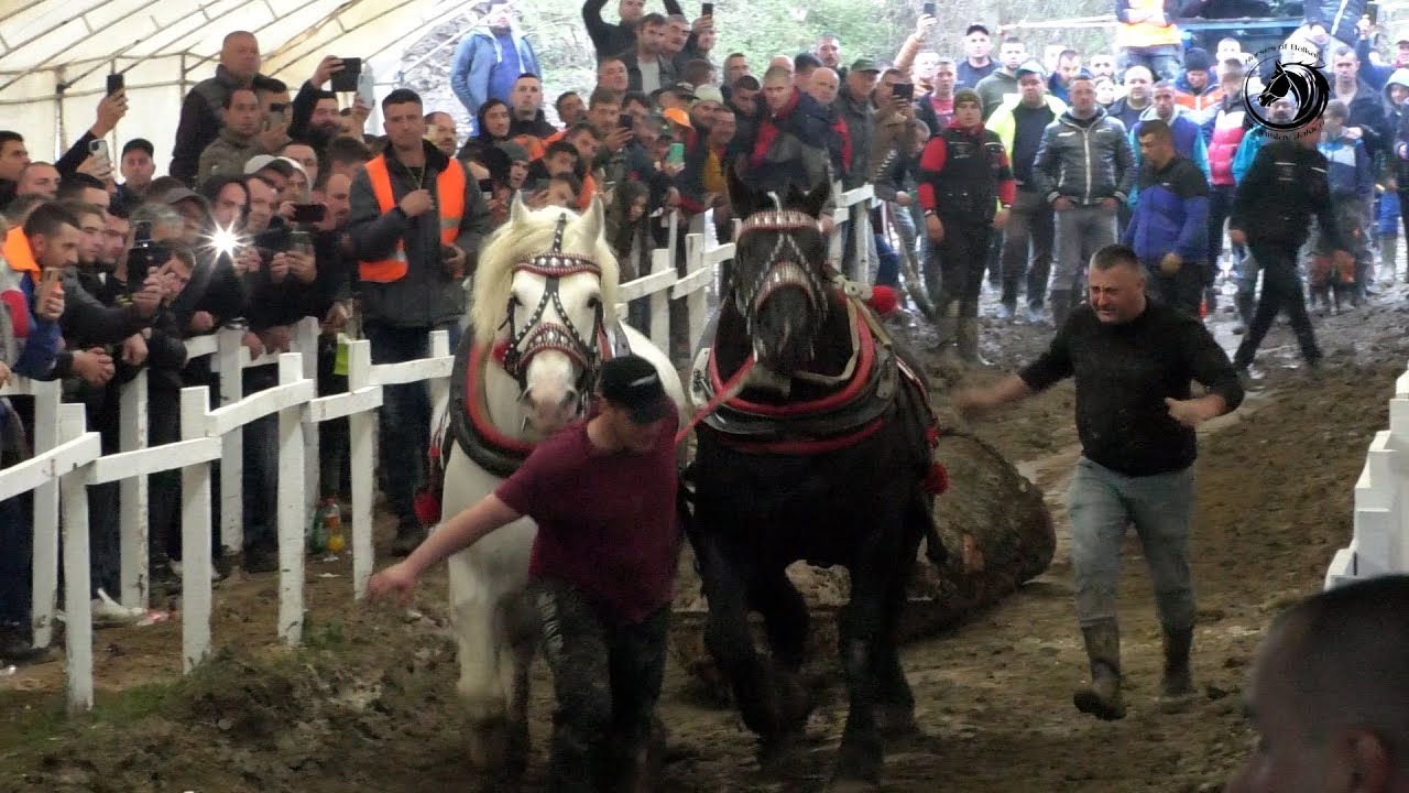 -SIMIĆI PREORALI BOLJKOVCE I JURIŠAJU NA BOSNU -