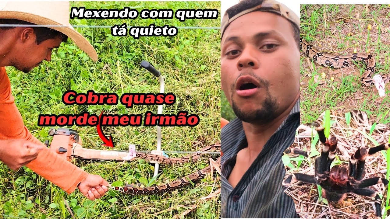 PERIGO! Encontramos uma cobra no meio da roça