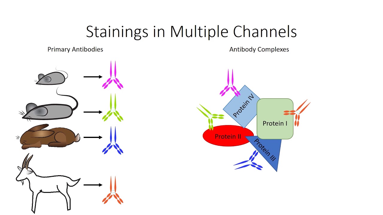 2.5 Immunostaining & Chemical Dyes - Principles and techniques