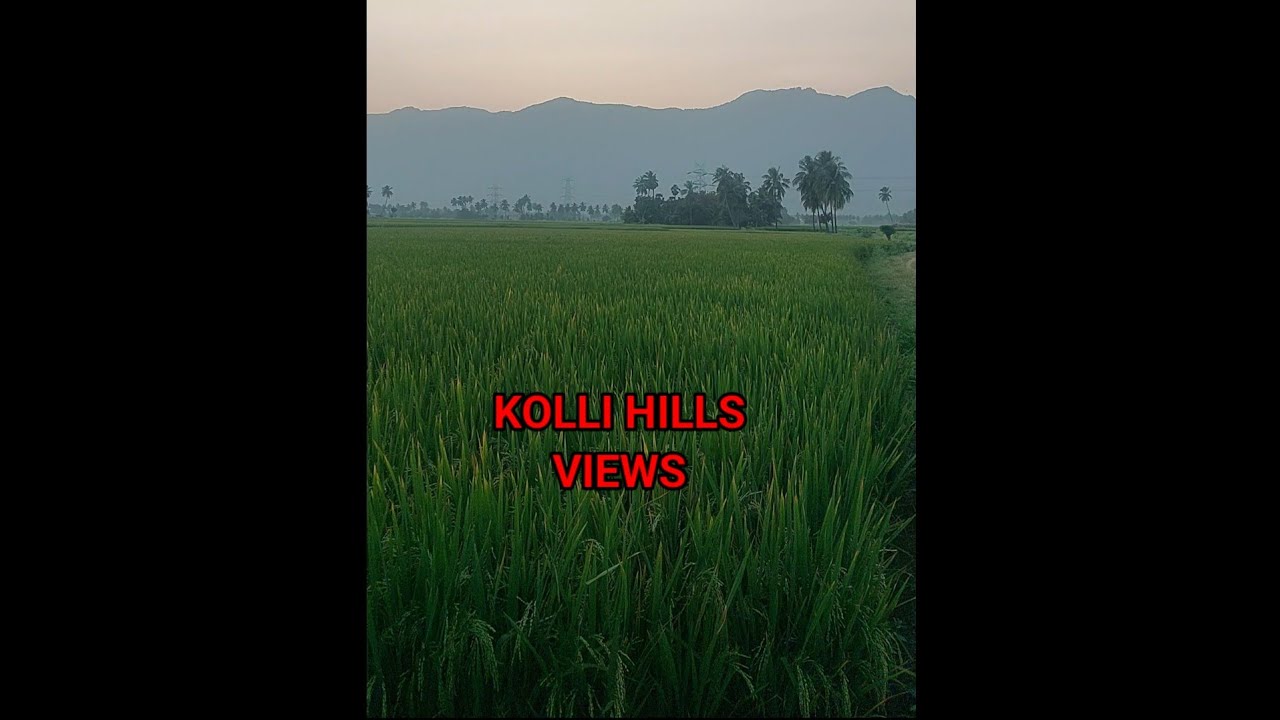 Kollihills Puliyancholai Village Padifield 