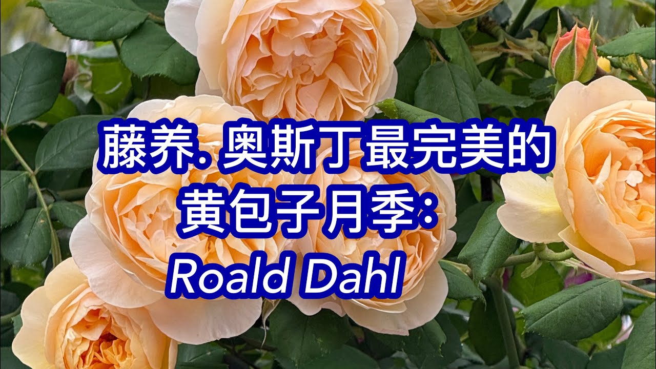 奥斯丁最完美的黄包子月季： Roald Dahl