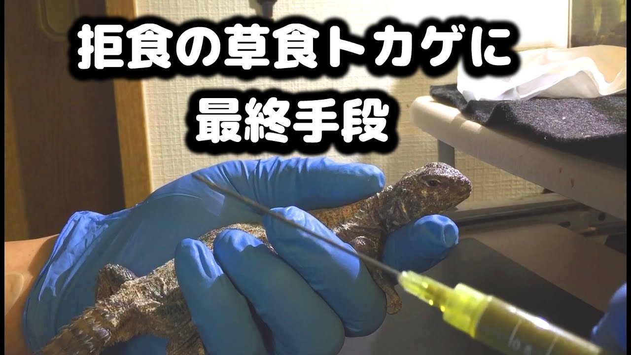 フィルビートゲオアガマ 「藍ちゃん」最悪な状態からの立て直し 強制給餌 介護記録 拒食　Uromastyx ornata philbyi