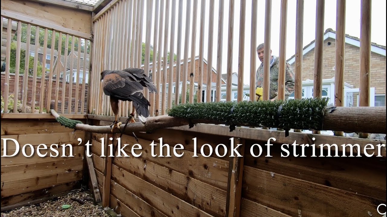 HARRIS HAWK, Noisy Lawnmower manning