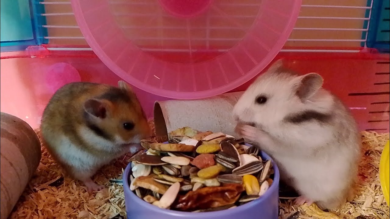 Bonding and feeding time with this cuties 