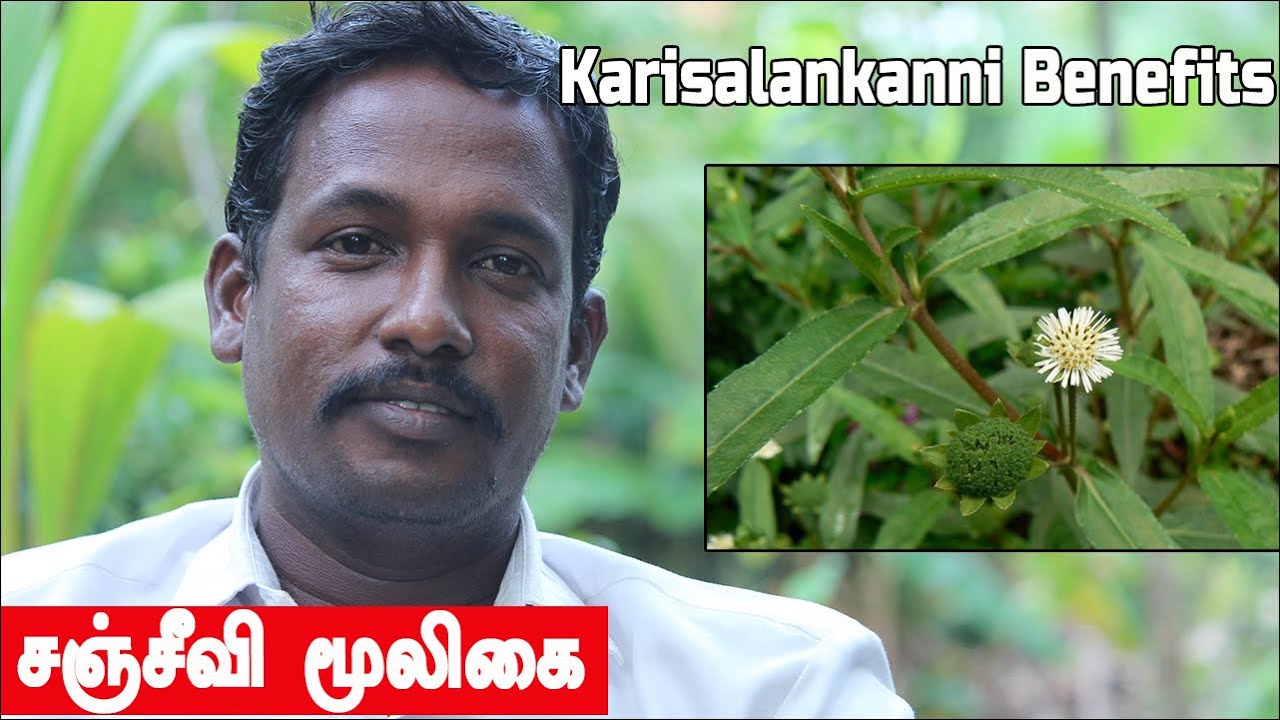 உடலை தங்கமாக்கும் வெள்ளை கரிசலாங்கன்னி | வள்ளலார் கூறிய சஞ்சீவி மூலிகை இரகசியம் Karisalankanni uses
