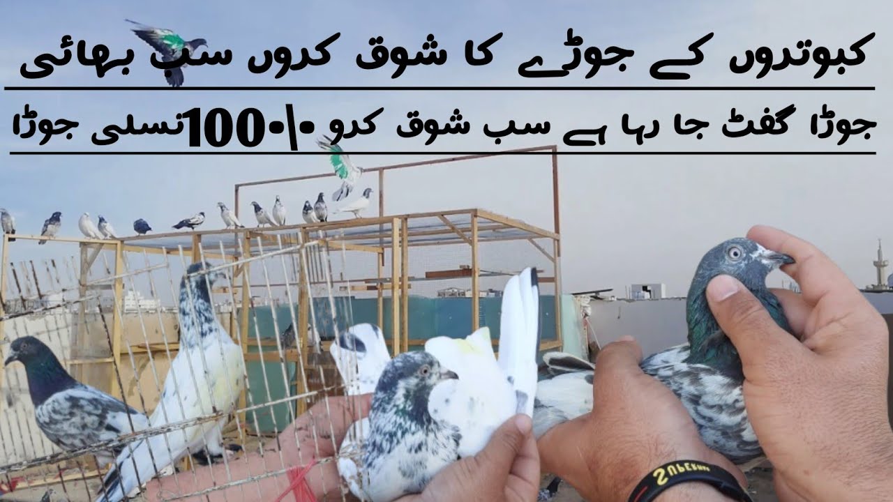 “Grand Show of a Royal Pigeon Pair 🕊️ | Exclusive Gift Presentation”Mughal pegion club 