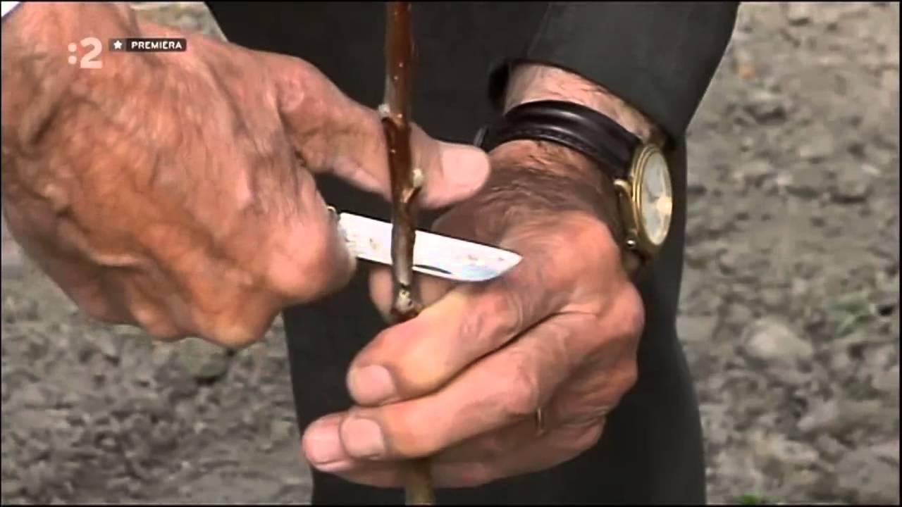 FR Vrúblovanie ovoc  stromkov na spojku